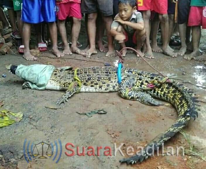 Buaya Kali Blorong Jadi Koleksi Baru Bonbin Mangkang