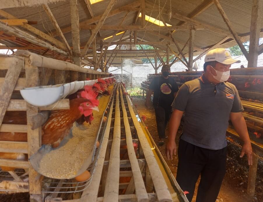 Sempat Tembus Rp 28 Ribu/Kg, Kini Harga Telor Turun Lagi Ke Rp 20 Ribu/Kg