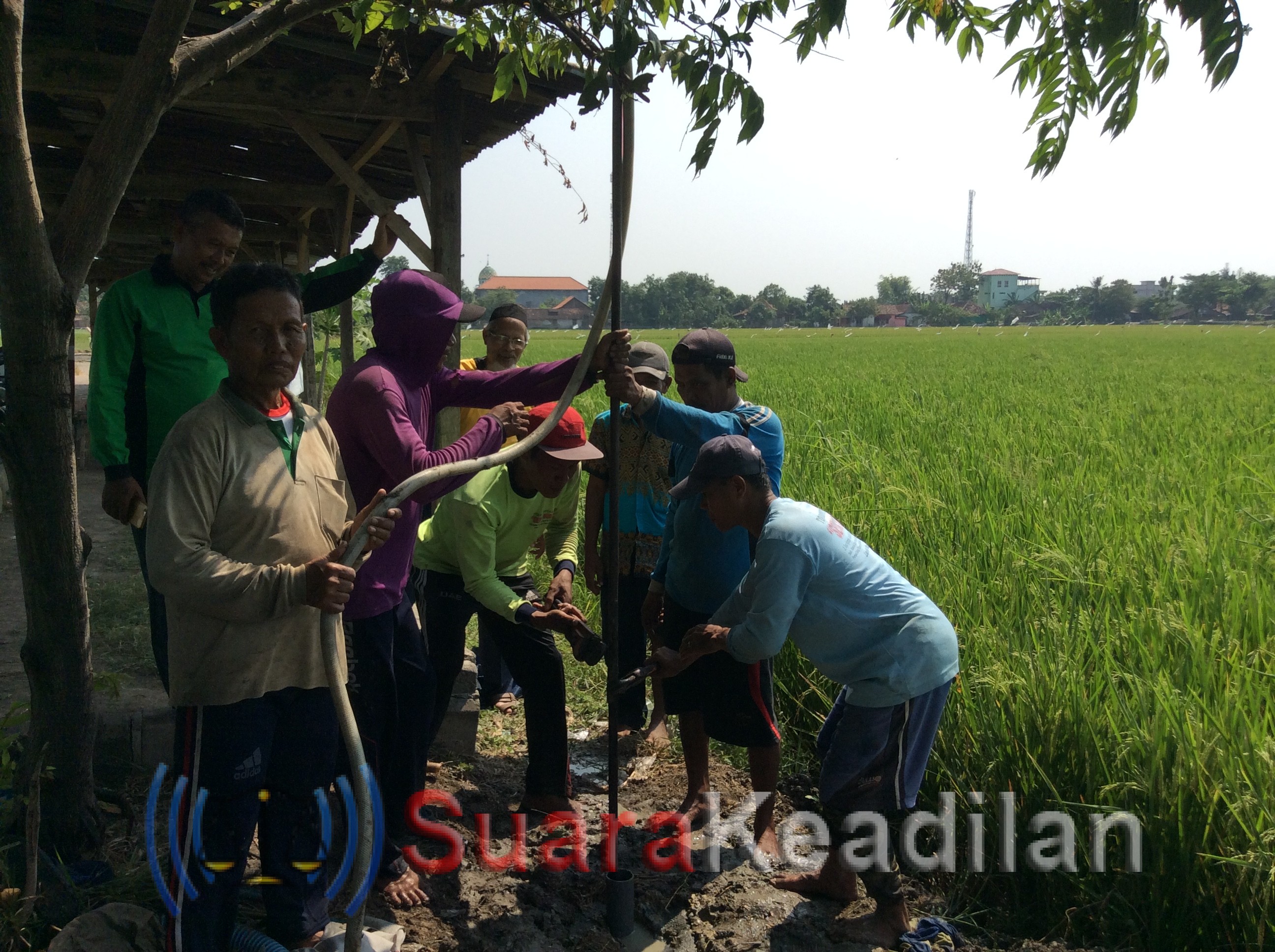 Ratusan Hektar Tanaman Padi Terancam Gagal Panen