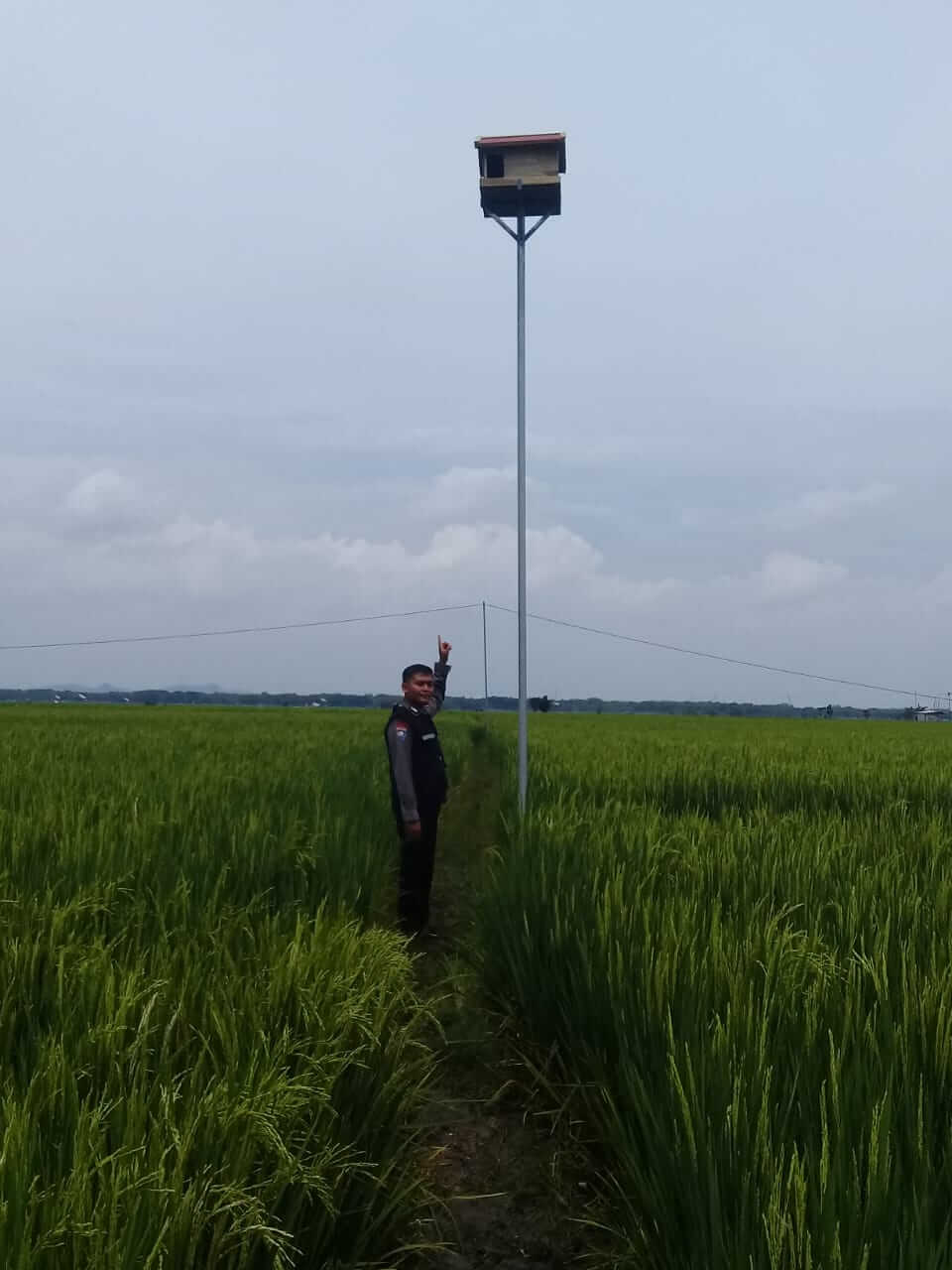 Basmi Hama Tikus Di Sawah, Warga Bangun Rubuha