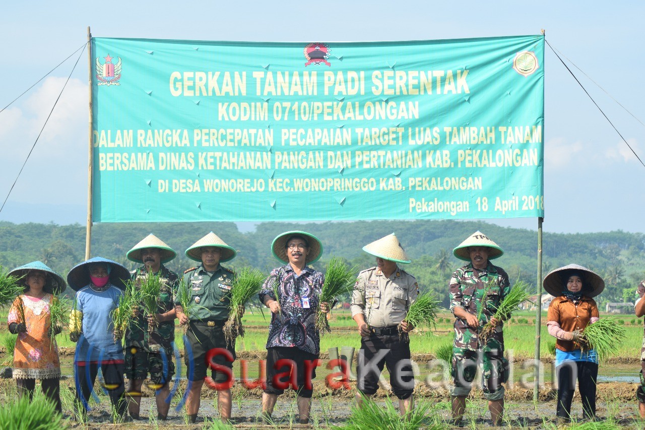 Kodim 0710 Pekalongan Gerakan Tanam Padi Serentak