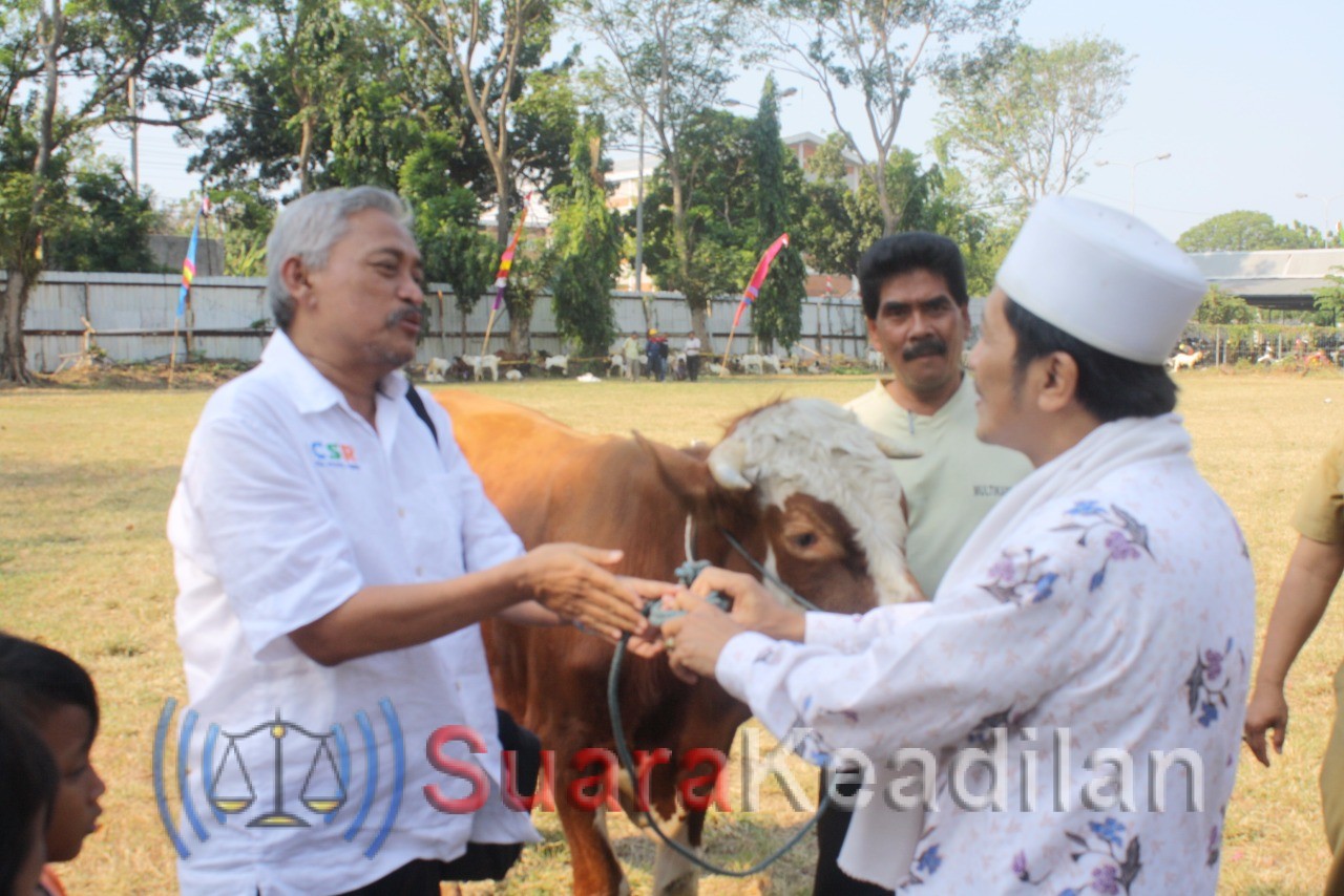 CSR PT APF Bagikan 144 Kambing, 3 Sapi