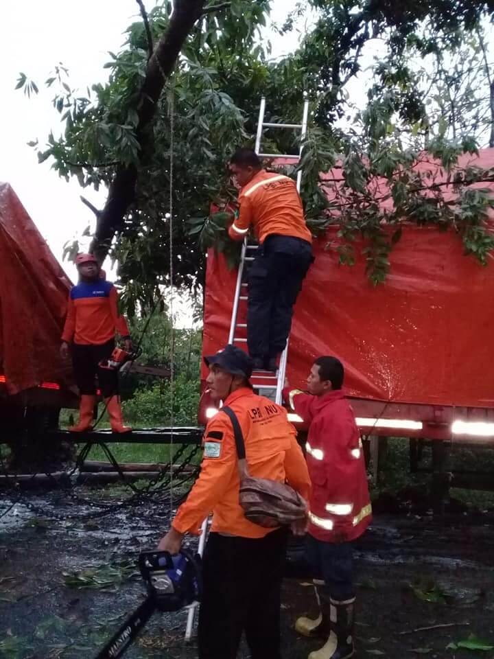 Pohon Tumbang Di Bumiayu Timpa Tronton
