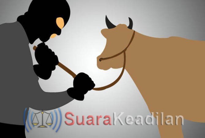 Polisi Selidiki Kasus Pencurian Sapi di Pegandon