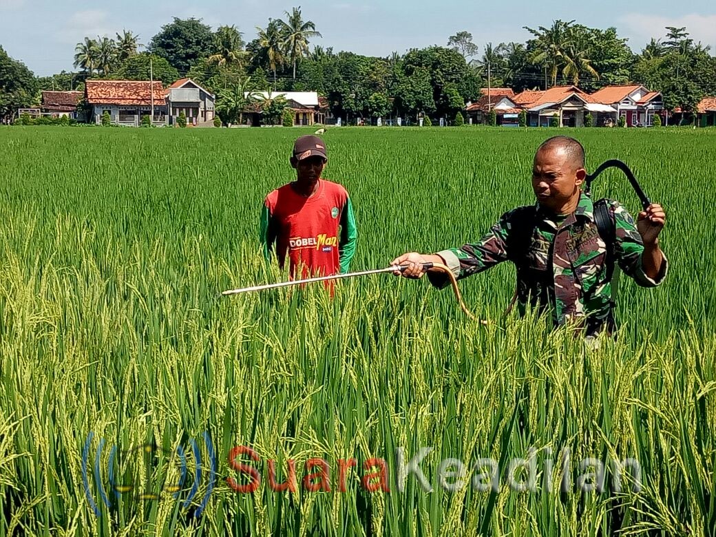 Babinsa Terjun Kesawah Membasmi Hama Padi