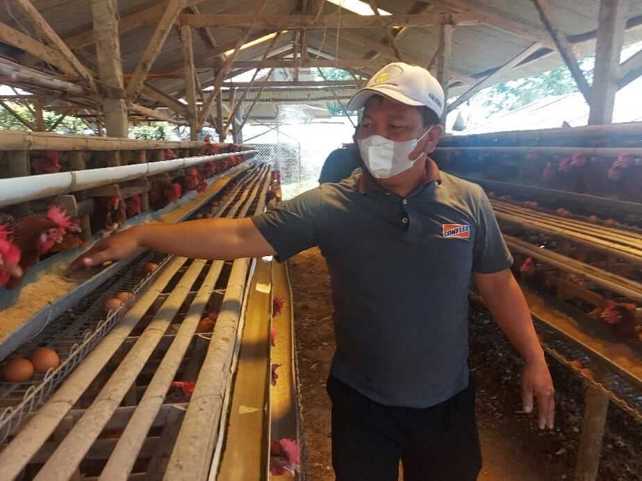Dampak Covid-19, Peternak  Ayam Petelur Kendal Setiap Hari Rugi Rp 16 Miliar