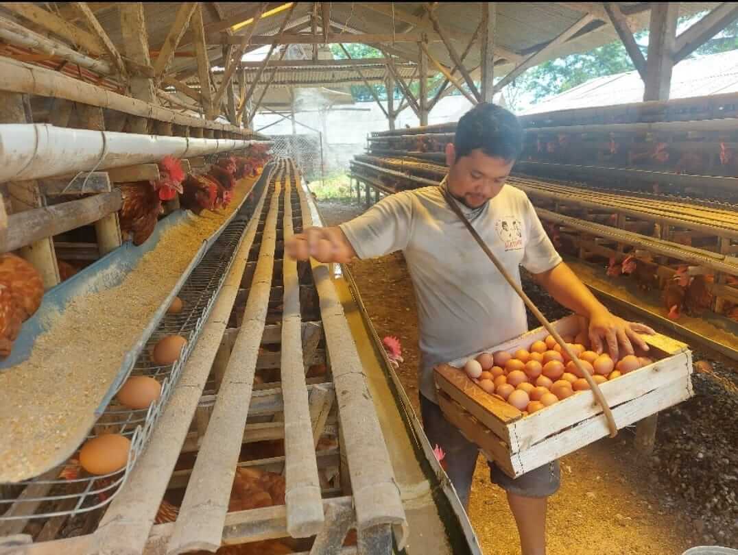 Duka Peternak Ayam Petelor Kendal Di Tengah Pandemi, Tetap Bertahan Meski Kondisi Sulit