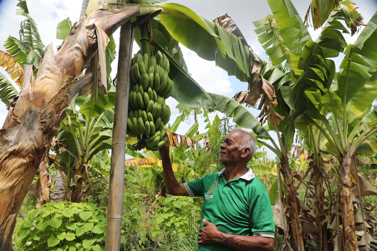 Kampung Reforma Agraria Baumata di Kupang, Capai Kemandirian Ekonomi Melalui Budidaya Pisang Cavendish