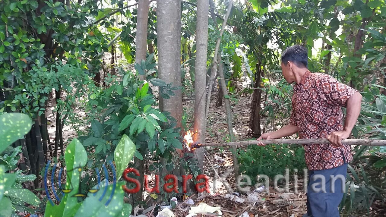 Ribuan Ulat Bulu, Resahkan Warga Kedunggading