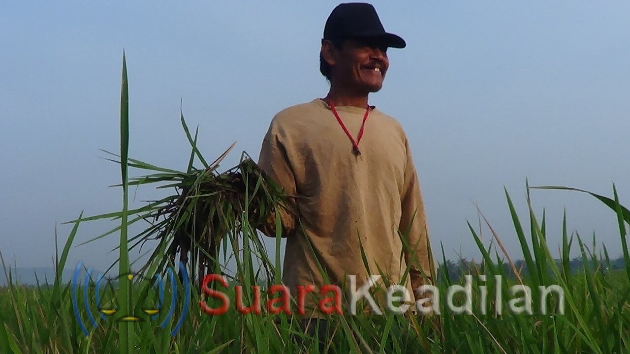 Puluhan Hektar Tanaman Padi Diserang Hama Tikus, Petani Rugi Ratusan Juta