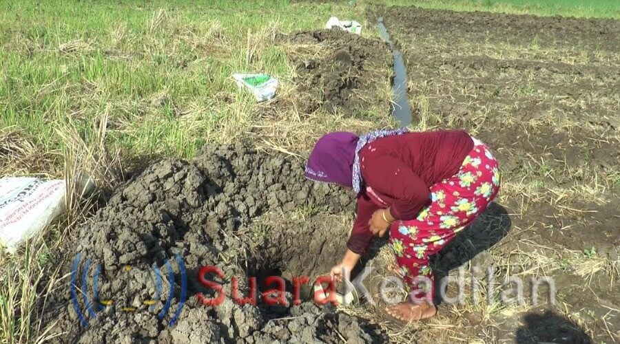 Kekeringan, Petani Brangsong Beralih Tanam Palawija