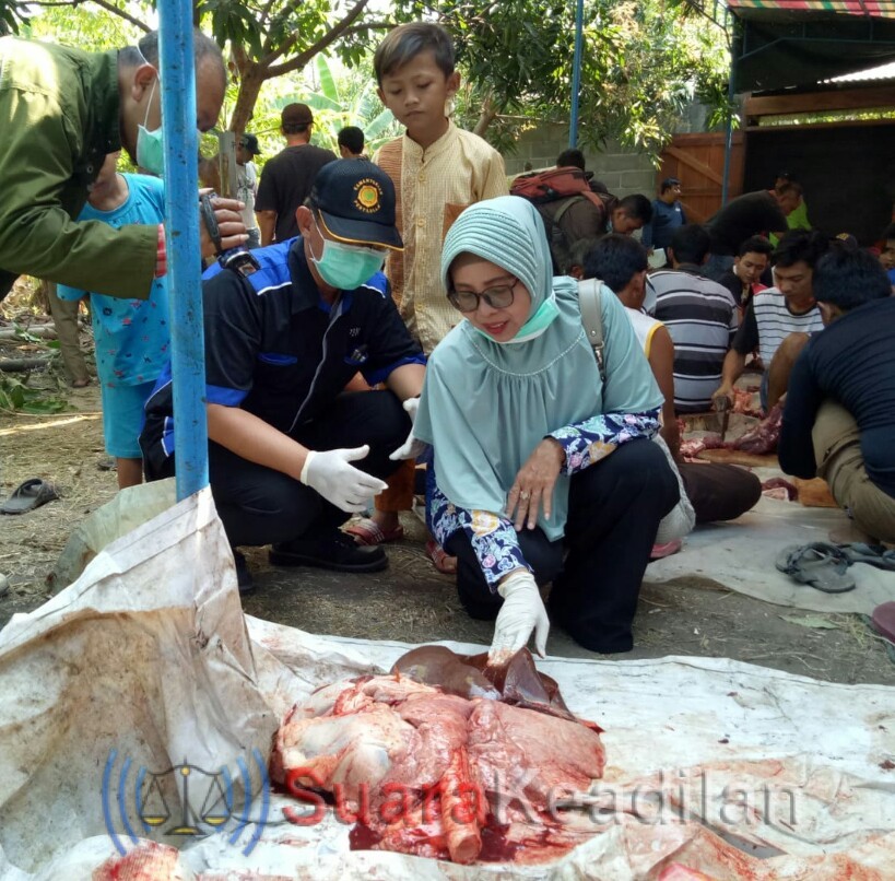 DPP Temukan Hewan Kurban Terinveksi Cacing Hati