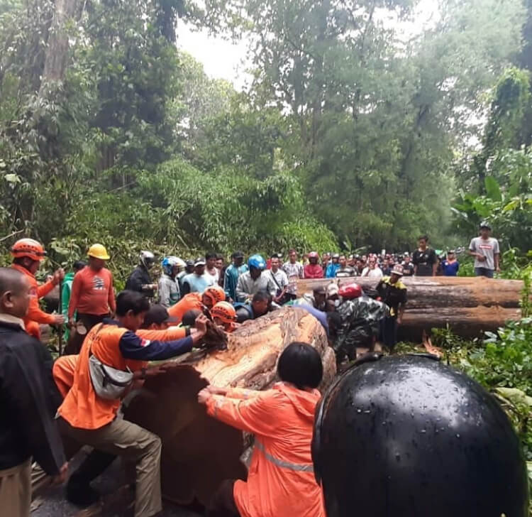 Pohon Besar Roboh Di Hutan Cagar Alam, Kaliwungu-Boja Macet