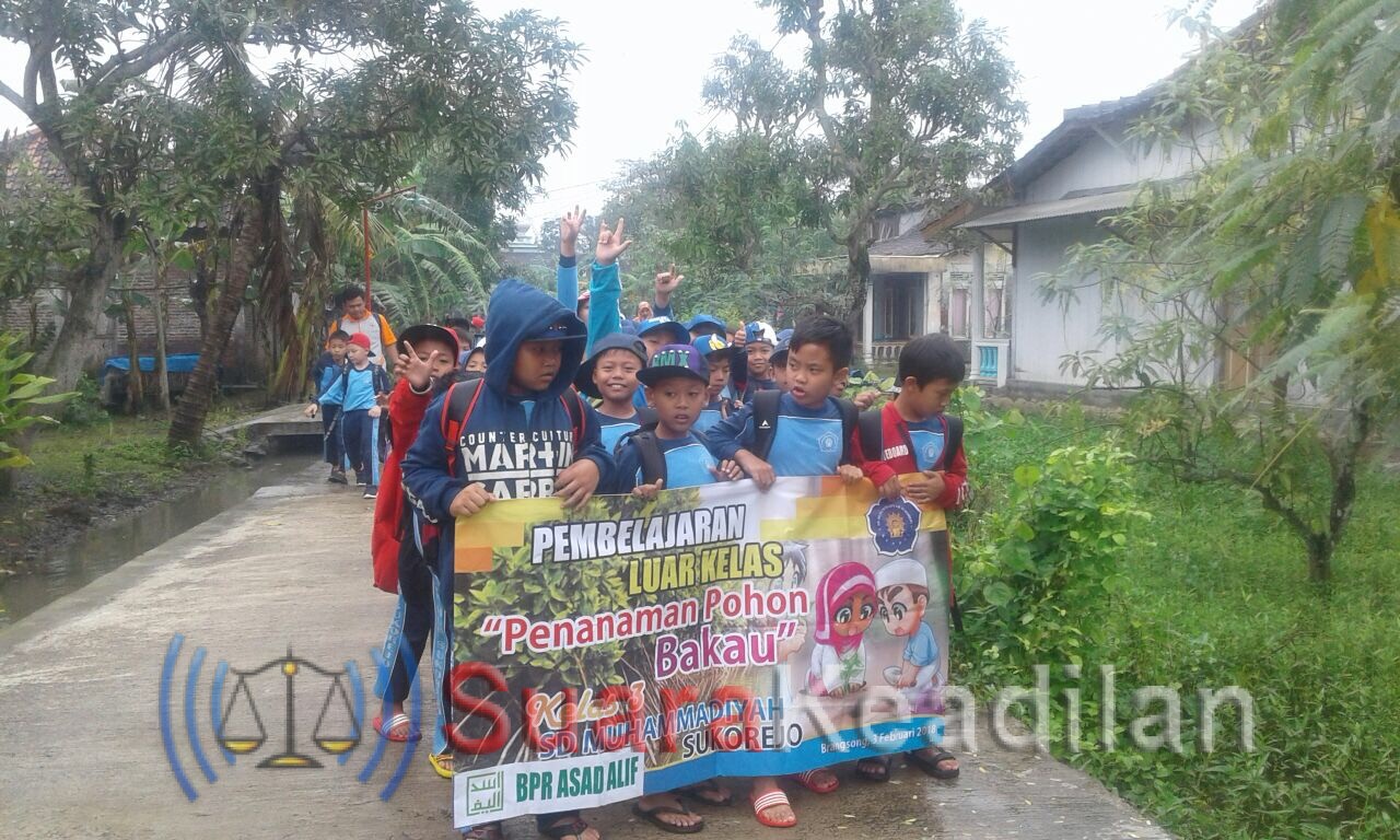 Demi Selamatkan Pantai, 119 Siswa SD Muhammadiyah Sukorejo Rela Tanam Bakau Ditengah Hujan