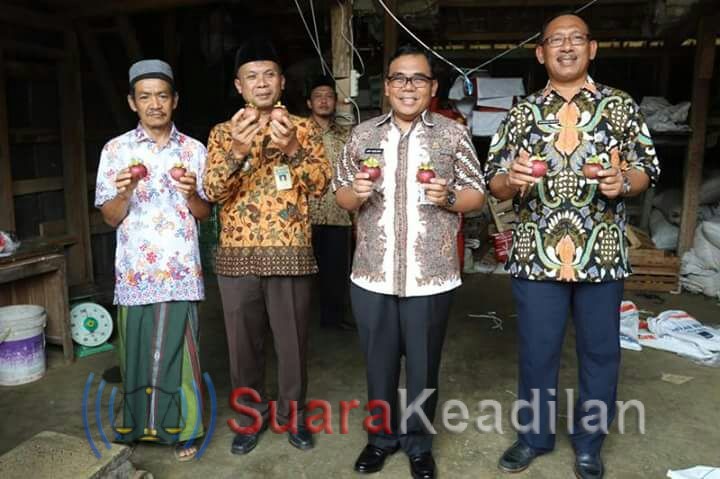 Manggis Khas Paninggaran Tembus Pasar Asia dan Eropa