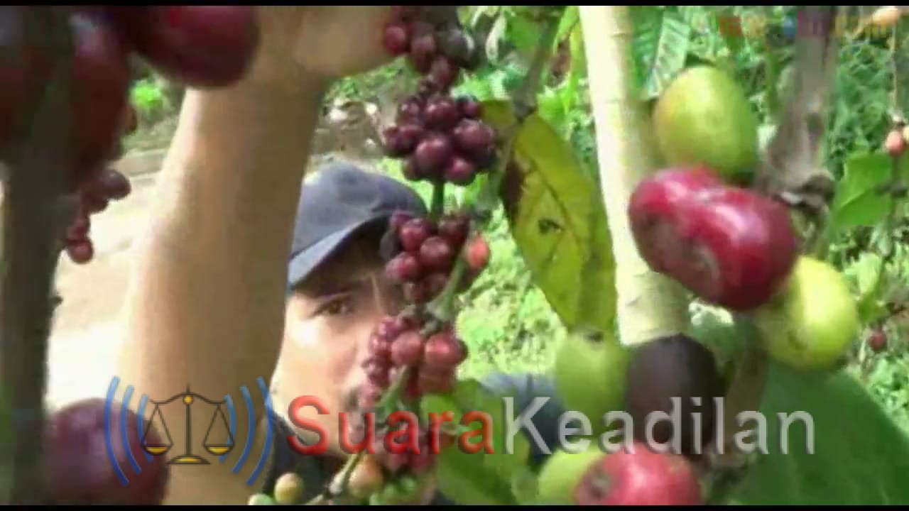 Kopi Excelsa Aroma Nangka, Kopi Andalan Kendal