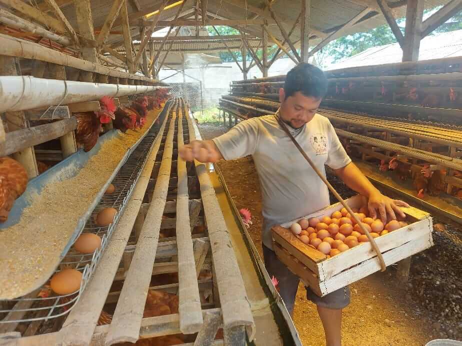 Nasib Peternak Ayam Petelor Kendal Di Tengah Pandemi , Meski Rugi Tak Tega PHK Pekerja