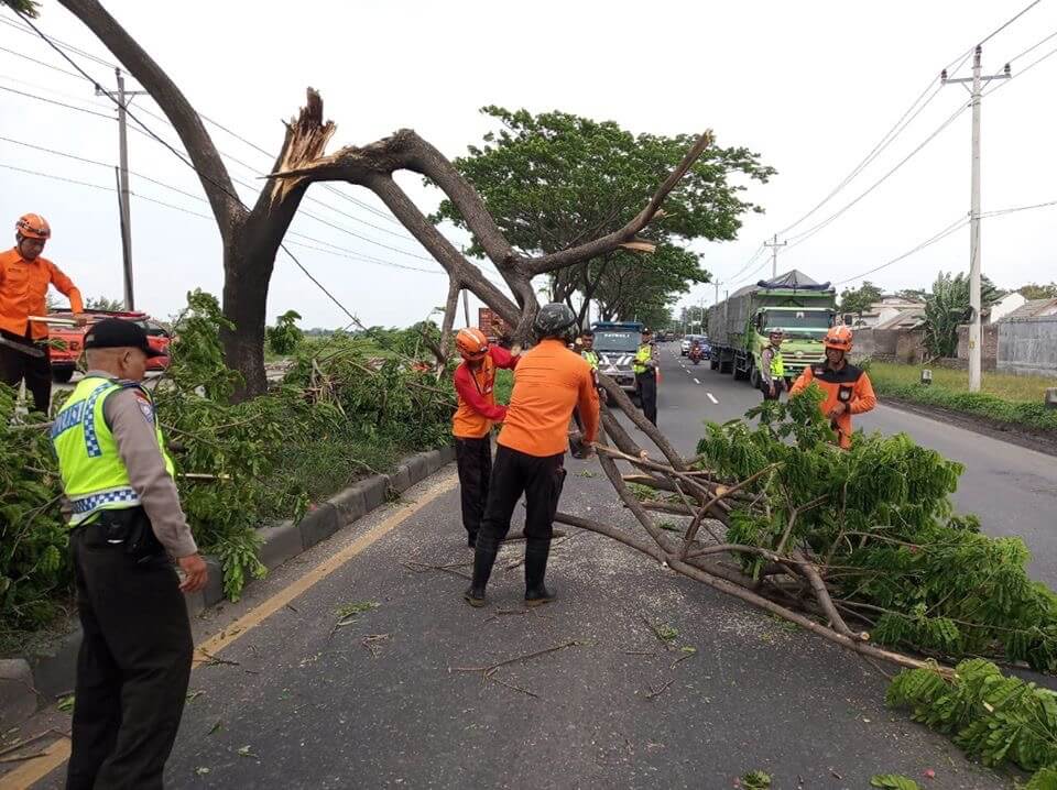 Pohon Trembesi Patah Di Arteri Kaliwungu, Lalin Tersendat