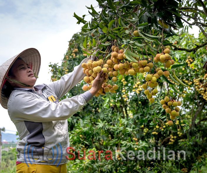 Budidaya Kelengkeng: Panduan Lengkap dari Penanaman Hingga Panen
