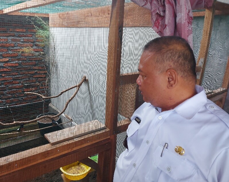 Kades Poncorejo Ternak Muray Batu Medan dan Cucak Rowo, Dari Hobi Kini Pekerjakan Warga Korban Pandemi Covid-19