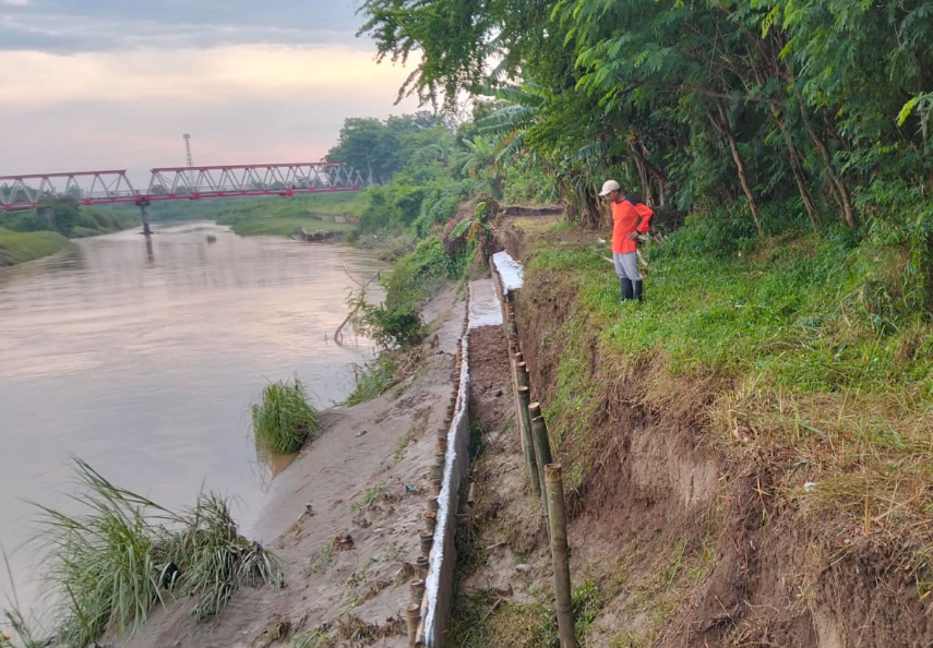 Tanggul Kali Bodri Kembali Dipasang Trucuk Bambu, Berharap 2026 Dipasang Tiang Pancang Permanen