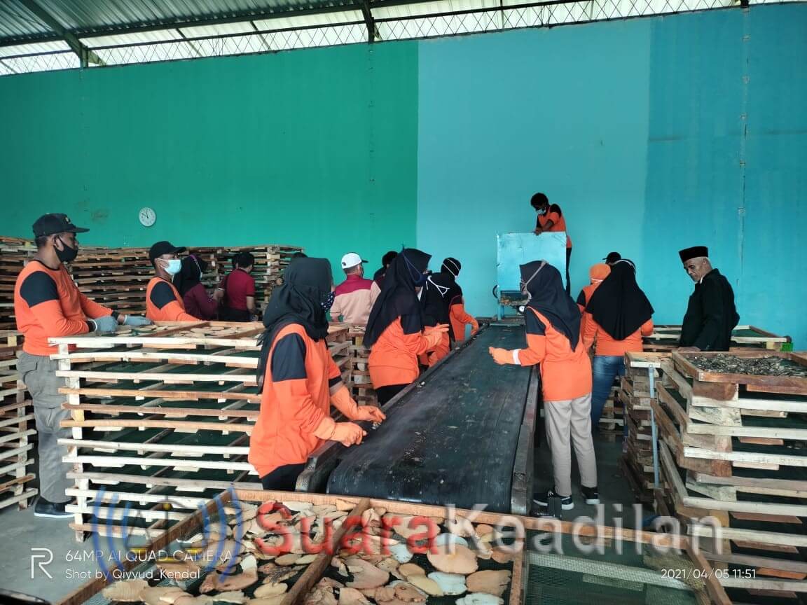 Olah Porang Jadi Chip, BUMDes Gemar Serap 30 Tenaga Kerja